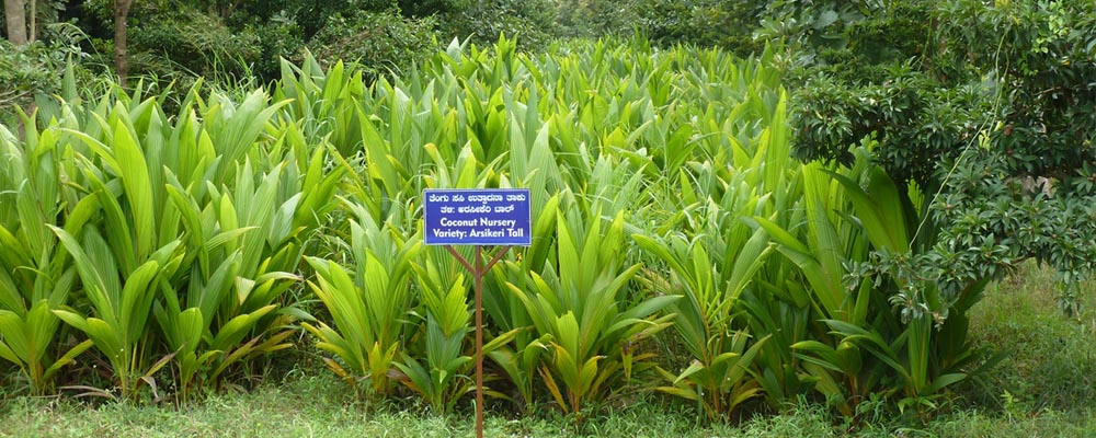 Coconut Nursery